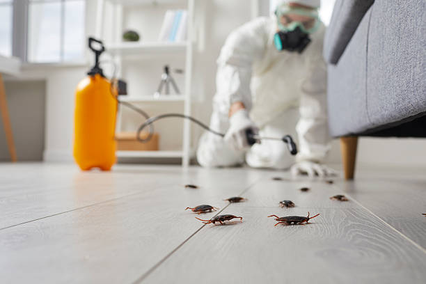 Post-Treatment Bed Bug Interceptor Monitoring in Walnut Creek